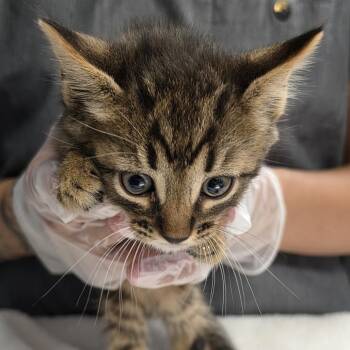Strom -  Domestic Short Hair Cat for Adoption in Newark, New Jersey - Strom | PetCurious