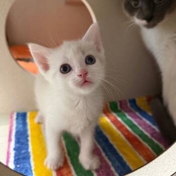 Meegosh -  Domestic Short Hair Cat for Adoption in Pagosa Springs, Colorado - Meegosh | PetCurious