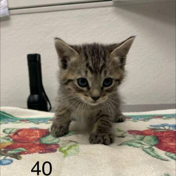 Hugo -  Domestic Short Hair Cat for Adoption in Spokane, Washington - Hugo | PetCurious