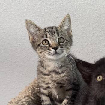Leia -  Domestic Short Hair Cat for Adoption in Port Richey, Florida - Leia | PetCurious