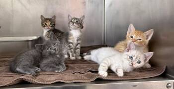 Quentin -  Domestic Short Hair Cat for Adoption in Murray, Kentucky - Quentin | PetCurious