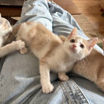 Buttercup -  Domestic Short Hair Cat for Adoption - Buttercup | PetCurious
