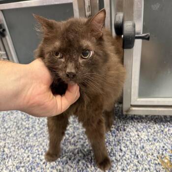 Magic -  Domestic Medium Hair Cat for Adoption in Binghamton, New York - Magic | PetCurious