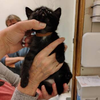Binx (Brown Collar) -  Domestic Medium Hair Cat Available for Adoption in Coos Bay, Oregon - Binx (Brown Collar) | PetCurious