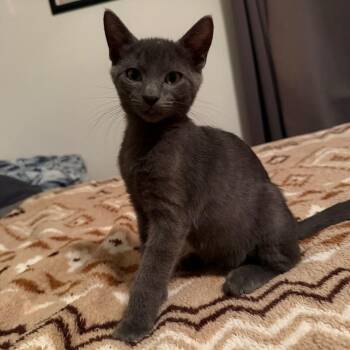 Donkey -  Domestic Short Hair Cat for Adoption in Port Richey, Florida - Donkey | PetCurious