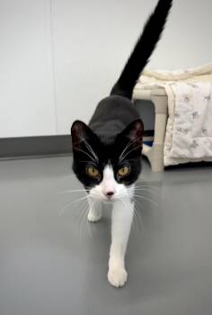 Domestic Short Hair Cats Available for Adoption in Kalamazoo, Michigan - Cookie | PetCurious