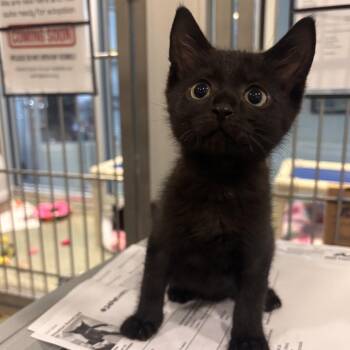 One -  Domestic Short Hair Cat Available for Adoption in Charleston, South Carolina - One | PetCurious