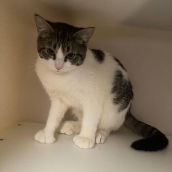 Domestic Short Hair Cats Available for Adoption in Salisbury, Massachusetts - Peggy | PetCurious
