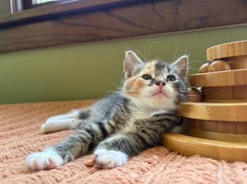 Piccante -  Domestic Short Hair Cat for Adoption in Minneapolis, Minnesota - Piccante | PetCurious