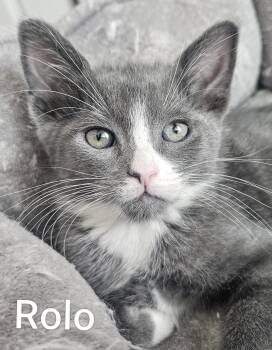 Rolo - Rancho Cucamonga PetSmart -  Domestic Short Hair Cat for Adoption in Yorba Linda, California - Rolo - Rancho Cucamonga PetSmart | PetCurious
