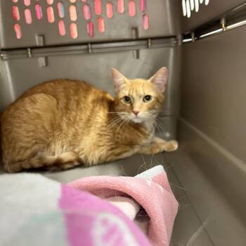 Swann -  Domestic Short Hair Cat for Adoption in Chattanooga, Tennessee - Swann | PetCurious