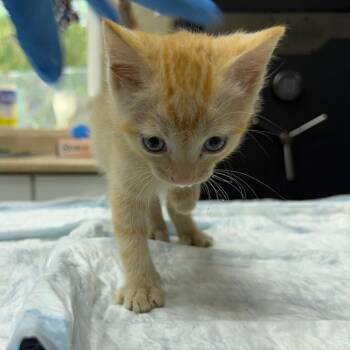 Odin -  Domestic Short Hair Cat for Adoption in Madisonville, Kentucky - Odin | PetCurious