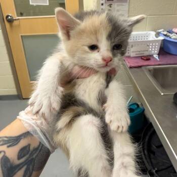 Cashew -  Domestic Long Hair Cat for Adoption in Asheville, North Carolina - Cashew | PetCurious