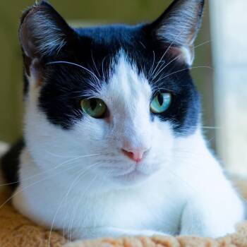 Ace -  Domestic Short Hair Cat for Adoption in Hot Springs, Arkansas - Ace | PetCurious
