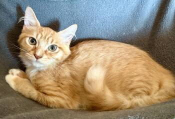Phoenix -  Domestic Long Hair Cat for Adoption in Johnson City, Tennessee - Phoenix | PetCurious