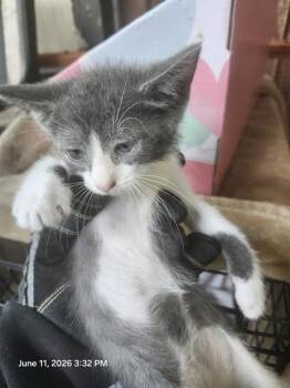 MARBLES -  Domestic Short Hair Cat for Adoption in San Antonio, Texas - MARBLES | PetCurious