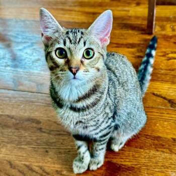 Rescue Tabby and Domestic Short Hair Cats for Adoption in Tulsa, Oklahoma - Mina | PetCurious