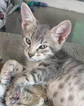 Lyra -  Domestic Short Hair Cat for Adoption in Morristown, New Jersey - Lyra | PetCurious