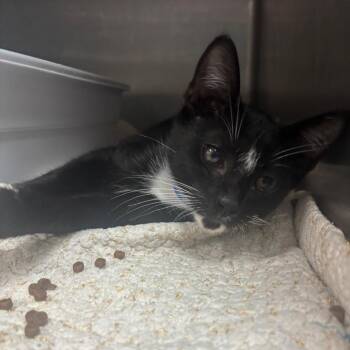 Allspice -  Domestic Short Hair Cat for Adoption in Lakeland, Florida - Allspice | PetCurious