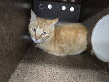 Macys -  Domestic Short Hair Cat for Adoption in Evansville, Indiana - Macys | PetCurious