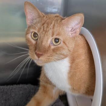 Carmelo -  Domestic Short Hair Cat for Adoption in Cape Girardeau, Missouri - Carmelo | PetCurious