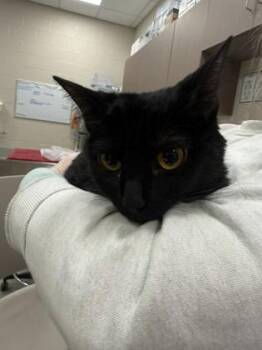 Domestic Short Hair Cats Available for Adoption - Misty (Bonded To Monroe) | PetCurious