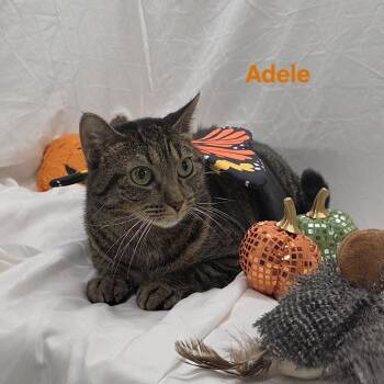 Adele -  Tabby Cat for Adoption in Whitewater, Wisconsin - Adele | PetCurious