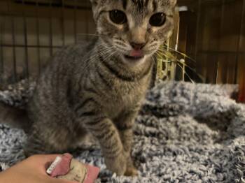 Rescue Domestic Short Hair Cats for Adoption in North Haven, Connecticut - Nutmeg | PetCurious