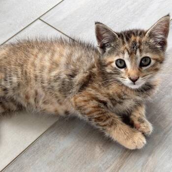 Darkness Bird -  Domestic Short Hair Cat for Adoption in Fredericksburg, Virginia - Darkness Bird | PetCurious