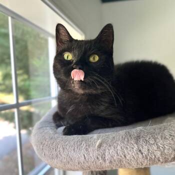 Big Owl -  Domestic Short Hair Cat for Adoption in Fredericksburg, Virginia - Big Owl | PetCurious