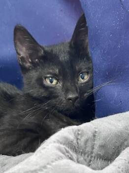 Watermelon -  Domestic Short Hair Cat for Adoption in New York, New York - Watermelon | PetCurious