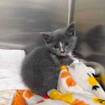 Bisquick -  Domestic Short Hair Cat for Adoption in Winston-salem, North Carolina - Bisquick | PetCurious
