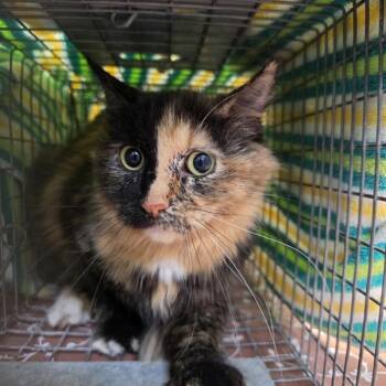 Alaire -  Domestic Short Hair Cat for Adoption in Des Moines, Iowa - Alaire | PetCurious