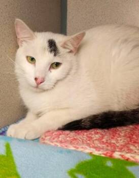 Gojo -  Domestic Short Hair Cat for Adoption in Waupaca, Wisconsin - Gojo | PetCurious