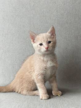 Rescue Domestic Short Hair Cats for Adoption in Berkeley Springs, West Virginia - Brie | PetCurious