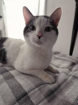 American Shorthair Cats Available for Adoption - Oliver | PetCurious