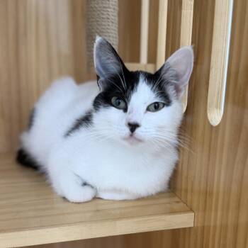 Maybelle -  Domestic Short Hair Cat for Adoption in Portage, Michigan - Maybelle | PetCurious