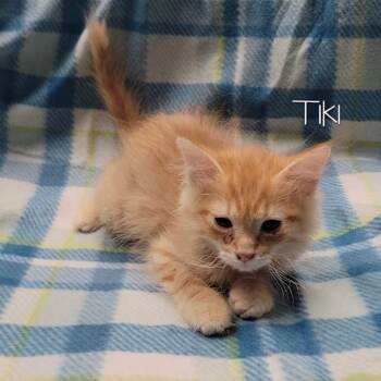 Domestic Long Hair Cats Available for Adoption - Tiki | PetCurious