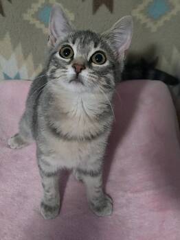 Lilypad -  Domestic Medium Hair Cat for Adoption in Shawnee, Kansas - Lilypad | PetCurious