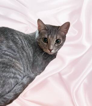 Fishy -  Domestic Short Hair Cat for Adoption in Scottsdale, Arizona - Fishy | PetCurious