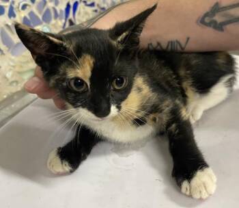MAGDELENA -  Domestic Short Hair Cat for Adoption in Pensacola, Florida - MAGDELENA | PetCurious
