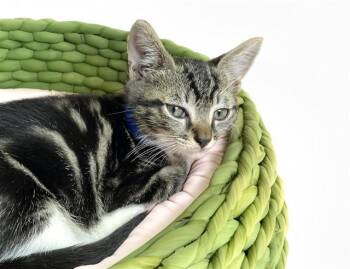 Domestic Short Hair Cats Available for Adoption in Fort Lauderdale, Florida - REY | PetCurious