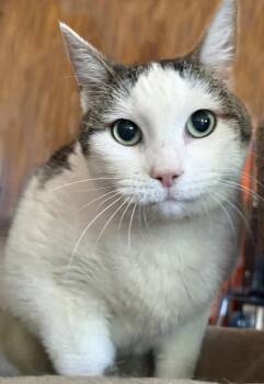 Kit-Kat Kincaid -  Domestic Short Hair and Tabby Cat for Adoption in Chandler, Arizona - Kit-Kat Kincaid | PetCurious