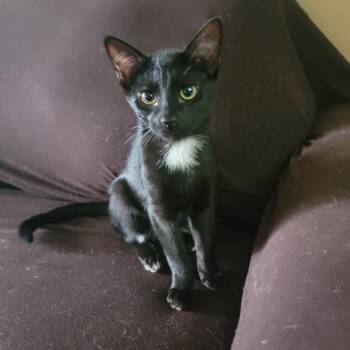 Yodo the purrfect kitten -  American Shorthair Cat for Adoption in New York, New York - Yodo The Purrfect Kitten | PetCurious
