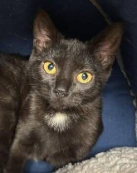 Rescue Domestic Short Hair Cats for Adoption in Cape Saint Claire, Maryland - Pocus | PetCurious