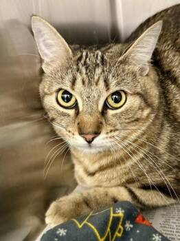 Tewey -  Domestic Short Hair Cat for Adoption in Wichita, Kansas - Tewey | PetCurious