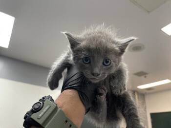 A1935222 -  Domestic Short Hair Cat for Adoption in Thousand Palms, California - A1935222 | PetCurious