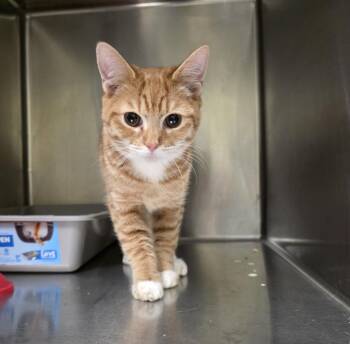 Domestic Medium Hair Cats Available for Adoption in Meriden, Connecticut - Lavoro | PetCurious