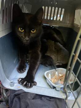 Reba McEntire -  Domestic Short Hair Cat for Adoption in Pomona, New York - Reba McEntire | PetCurious