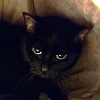 Abby (bonded To Casey) -  Domestic Short Hair Cat for Adoption in Oakville, Ontario - Abby (bonded To Casey) | PetCurious